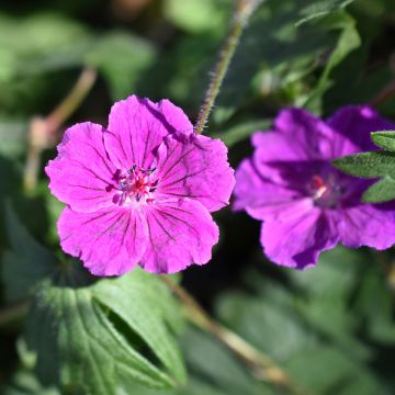 Geranium vivace Tiny Monster - Géranium hybride rose vif veiné de rouge sombre.