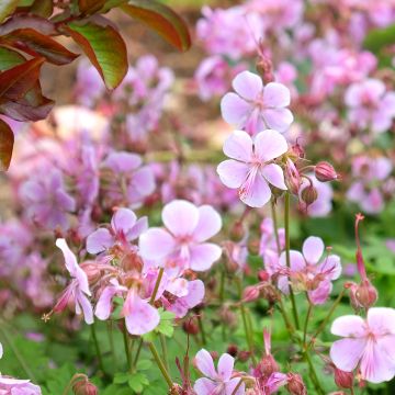 Geranium vivace cantabrigiense Hanne 