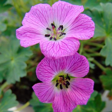 Geranium vivace cinereum Jolly Jewel Hot Pink