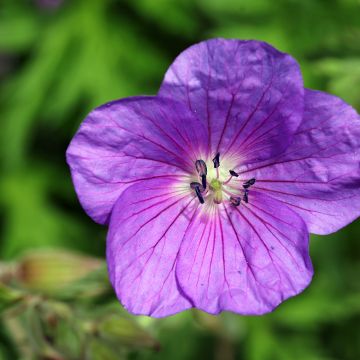 Géranium vivace clarkei Kashmir Purple - Géranium de Clark rose lilas