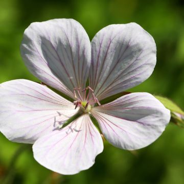 Géranium vivace clarkei Kashmir White - Géranium de Clark blanc