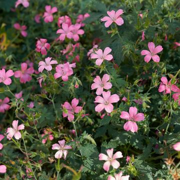 Géranium vivace endressii - Géranium vivace d'Endress