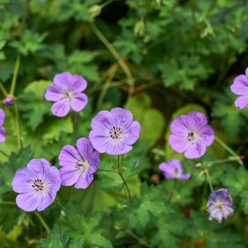 Géranium vivace himalayense - Géranium vivace de l'Himalaya 