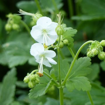 Geranium vivace macrorrhizum White Ness