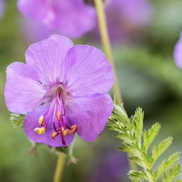 Géranium macrorrhizum