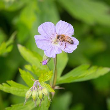 Géranium maculatum