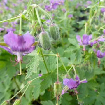 Geranium vivace monacense - Geranium hybride.