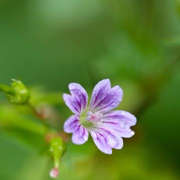 Géranium vivace nodosum 