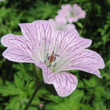 Géranium vivace oxonianum Katherine Adele - Géranium vivace 