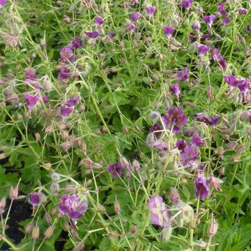 Géranium vivace phaeum Golden Spring