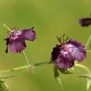 Geranium vivace phaeum Mourning Widow