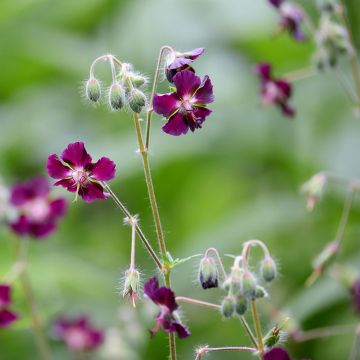 Géranium phaeum