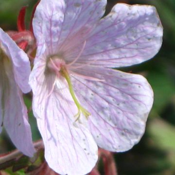 Geranium vivace pratense Marshmallow - Géranium rose bonbon