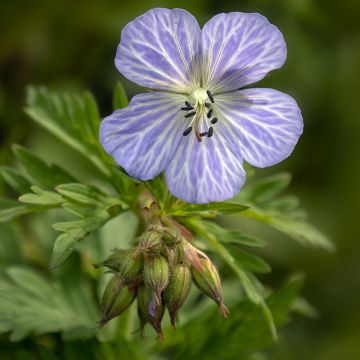 Géranium vivace pratense Mrs Kendall Clark