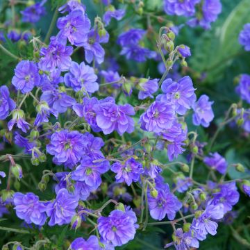 Géranium vivace pratense Plenum Violaceum