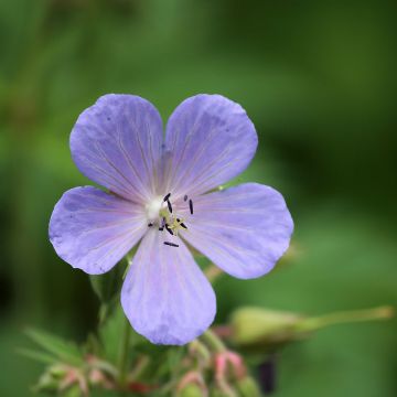 Géranium vivace pratense Victor Reiter Junior