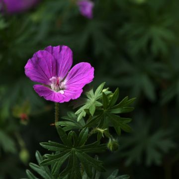 Géranium vivace sanguineum Hannelore - Géranium vivace rose foncé, veiné de pourpre.