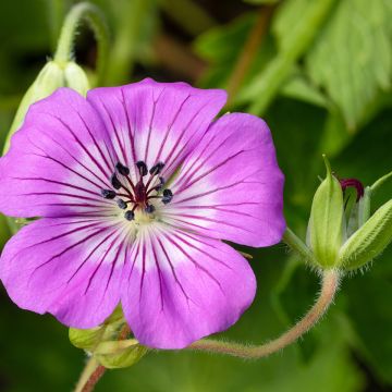 Geranium vivace wallichianum Magical All Summer Delight