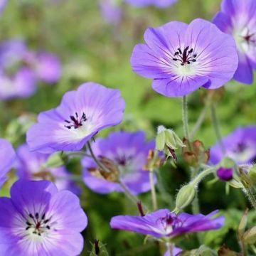 Geranium vivace wallichianum Daily Blue