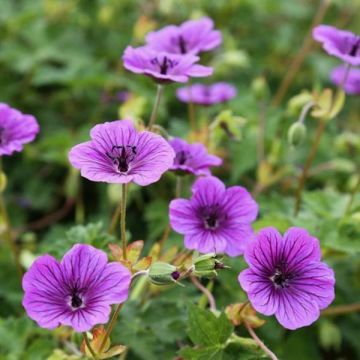 Geranium vivace Daily Purple