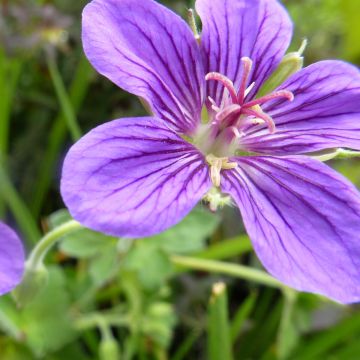 Géranium vivace wlassovianum
