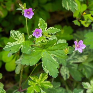 Geranium vivace yoshinoi Confetti