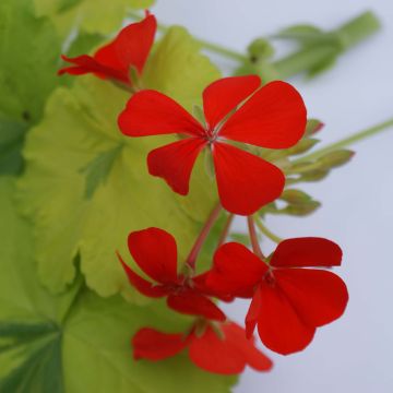 Géranium zonale Crystal Palace Gem - Pelargonium fantaisie