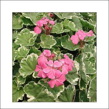 Geranium zonale Mme Salleron - Pelargonium fantaisie