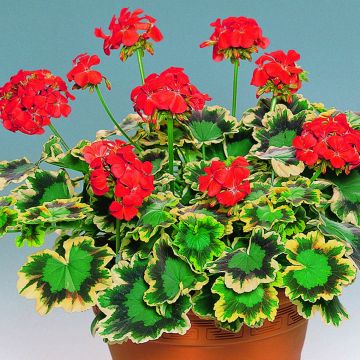 Géranium zonale Mrs Pollock à feuillage décoratif - Pelargonium hortorum