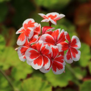 Géranium zonale Mrs Wren - Pelargonium hortorum