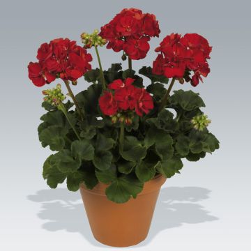 Géranium zonale Victor - Pelargonium hortorum  