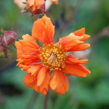 Geum Cocktail Sea Breeze - Benoîte orange