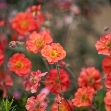 Geum Coral Tempest - Benoîte hybride