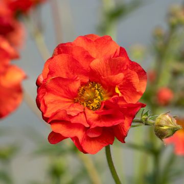 Geum Fiery Tempest - Benoîte hybride