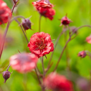 Geum Flames of Passion - Benoîte rose teintée de rouge