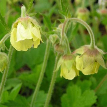 Geum Lemon Drops - Benoîte