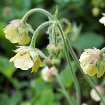 Geum Lemon Drops - Benoîte à fleurs jaune citron pâle teinté de vert