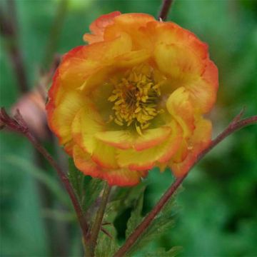 Geum Nonna - Benoîte jaune bordée d'orangé.