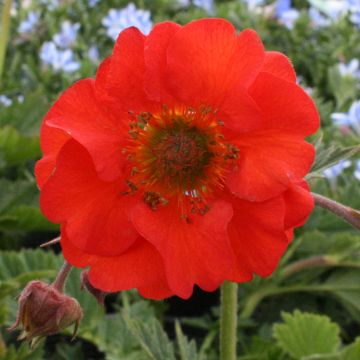 Geum coccineum Red Wings - Benoîte rouge double