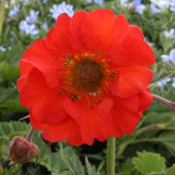 Benoîte, Geum Red Wings