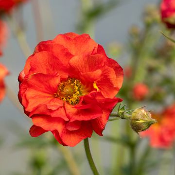 Geum Scarlet Tempest ® - Benoîte hybride