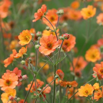 Geum Totally Tangerine - Benoîte orange vif.