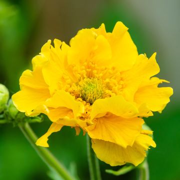 Geum chiloense Lady Stratheden - Benoîte