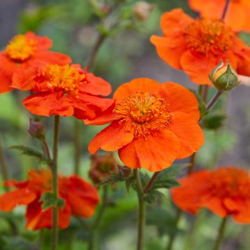 Geum coccineum Feuermeer - Benoîte orangée