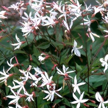 Gillenia trifoliata - Spirée à 3 feuilles