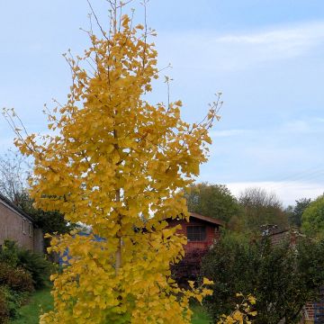 Ginkgo Biloba fastigiata Gold Flame - Arbre aux quarante écus