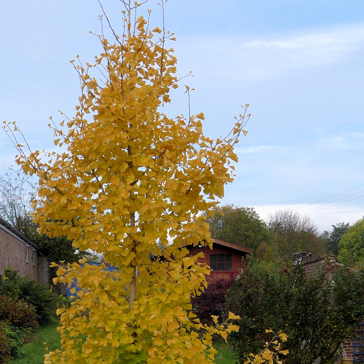 Ginkgo Biloba 'Menhir' - Arbre Colonnaire En Pot 2,5L, Hauteur 50 Cm - Port étroit, Feuillage Doré Automne