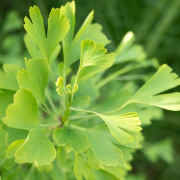 Ginkgo biloba Baldi - Arbre aux quarante écus nain