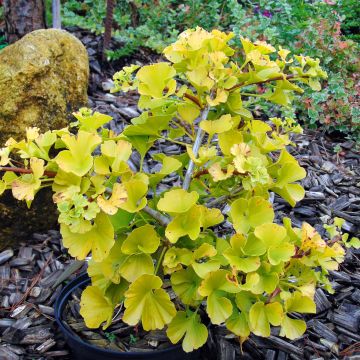 Ginkgo biloba Mariken - Arbre aux quarante écus  nain