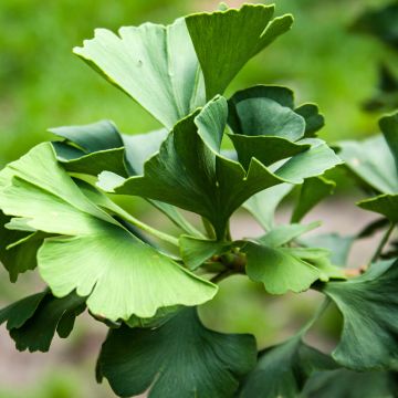 Ginkgo biloba Saratoga - Arbre aux quarante écus